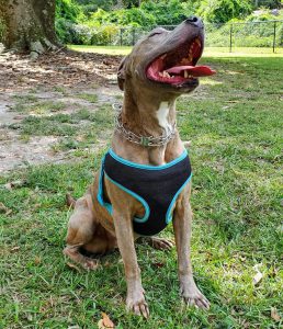 Explore Stoney Creek Dog Park | Goldsboro North Carolina