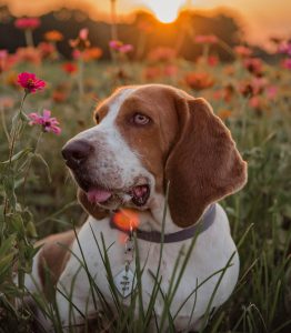 dog in the sunset in Goldsboro North Carolina