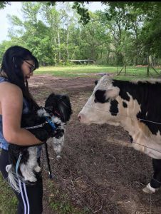 dog and cow at dog park in Goldsboro North Carolina