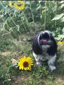 Dog in sunflower patch at dog park in Goldsboro North Carolina