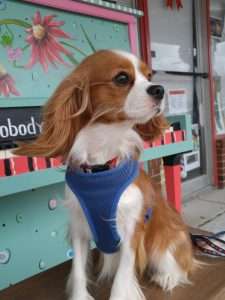 Dog sitting on bench in Goldsboro North Carolina