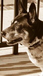 black and white photo of dog at the dog park in Goldsboro North Carolina