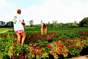 Two women standing in a field at Cottle Farm Goldsboro North Carolina