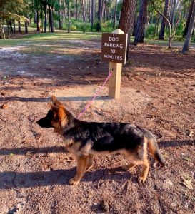 German Shepard at parking sign in Goldsboro North Carolina dog park