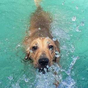 golden retriever in water in Goldsboro North Carolina