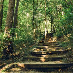 nature trail stairs in Neuse State Park Goldsboro North Carolina