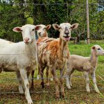 Goats at Holly Grove Goldsboro North Carolina