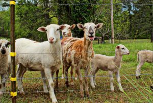 Goats at Holly Grove Goldsboro North Carolina