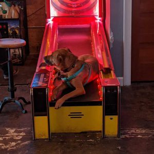 dog at the arcade in Goldsboro North Carolina